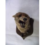 A good quality antique taxidermy foxes mask, upon an oak shield shaped wall hanging plaque, by P.