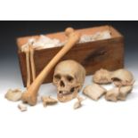 A simple pine chest of rectangular form containing a partial human skeleton,