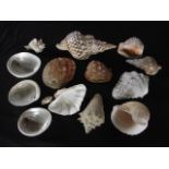 A box containing an assortment of exotic seashells of varying form and size (14)