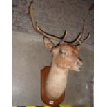 Taxidermy - a stag's head and antlers mounted on a shield shaped oak plaque