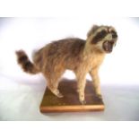 A 20th century taxidermy study of a standing racoon, raised on a simple squared timber base, 37 cm