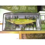 A good quality antique taxidermy study of a pike set within a timber framed bow fronted glazed case,