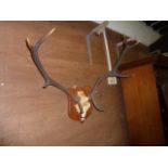 A pair of stag's antlers and scull cap mounted on a shield shaped plaque