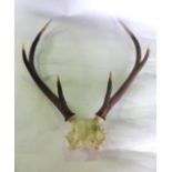 A stage skull and antler cap featuring a well matched pair of three pointed antlers