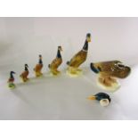 A collection of four graduated Beswick models of mallards with outstretched necks, impressed numbers