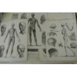 A collection of early 19th century black and white anatomical engravings by G Aikman of Edinburgh (