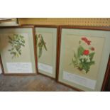 A set of nine coloured botanical prints relating to Shakespearian plays, after Rosa M Towne, all