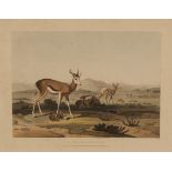 Samuel Daniell (British 1775-1811) THE SPRING BOK (sic) Photolithograph, printed with the title