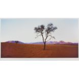 CHRIS SIMPSON, (BRITISH, 1952-): 'NAMIBIAN DESERT TREE', GICLÉE PRINT, SIGNED AND INSCRIBED WITH THE