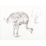 François Krige (South African 1913-1994) STUDY OF AN OSTRICH bears a stamp of authentication