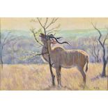 Zakkie (Zacharias) Eloff (South African 1925-2004) SPRINGBOK IN THE VELD signed oil on board 35 by