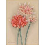 Ethel May Dixie (South African 1876-1973) GLADIOLUS SPATHACENS; ANEMONE CAPENSIS and NERINE