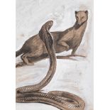 Dorothy Kay (South African 1886-1964) MONGOOSE signed charcoal and heightening on paper 51 by 36,5cm