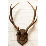 A pair of reindeer antlers mounted onto a shield form plaque.