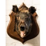 Taxidermy: a Boars head mounted onto a shield form plaque.