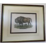 A print of a Bison, Fig 223 Der Europaische Wisent oder Aucrochs (Bonasus Bison) lithograpy and L'