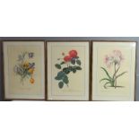 A set of Botanical prints: Rosa Hologerica Multiplex Park Parade, Mixed Croxuses, Lilio Narcissus