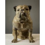 A Spillers model British bull dog, painted plaster, 44cm high, 27cm wide, 36cm deep.