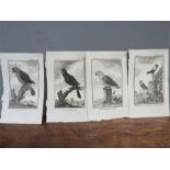 A group of five French 19th century engravings, depicting parrots, Le Perroquet Tapire, Le Vasa on