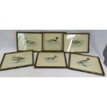 A set of six prints; ornithological studies.