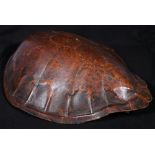 Loggerhead turtle (Caretta Caretta) carapace, with Cites certificate dated 4th May 2016,