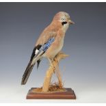 A taxidermy jay, modelled on a branch, 33cm, with a grey squirrel 24cm, and a blue tit, 20.