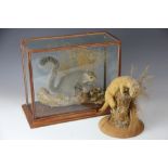 A taxidermy grey squirrel, in glazed stained pine case, 31cm H x 40cm W,