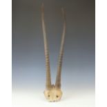 A pair of gazelle horns, unmounted,