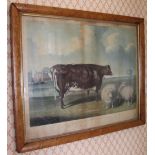 Charles Hunt after William Beetham, colour aquatint, The Unrivalled Lincolnshire Heifer,