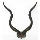 A large pair of early 20th century Kudu antlers, on shield shaped back plate,