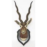 A taxidermy Blackbuck head with antlers, with label 'Blackbuck U.P.