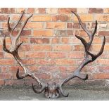 An early 20th century large pair of stags antlers, fourteen points,