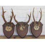 Three pairs of 1920's small size antlers, possibly yearlings, on shield shaped back plates,