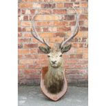 An early 20th century taxidermy stags head, with eleven prongs on oak shield shaped back plate,