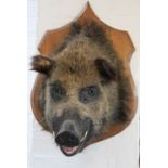 An early 20th century taxidermy boars head, on walnut shield shaped back plate,