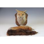 A taxidermy Foxes mask mounted on an oak shield, with a plaque with inscription 'P.M.F.