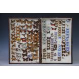 A collection of early 20th century butterflies and moths,