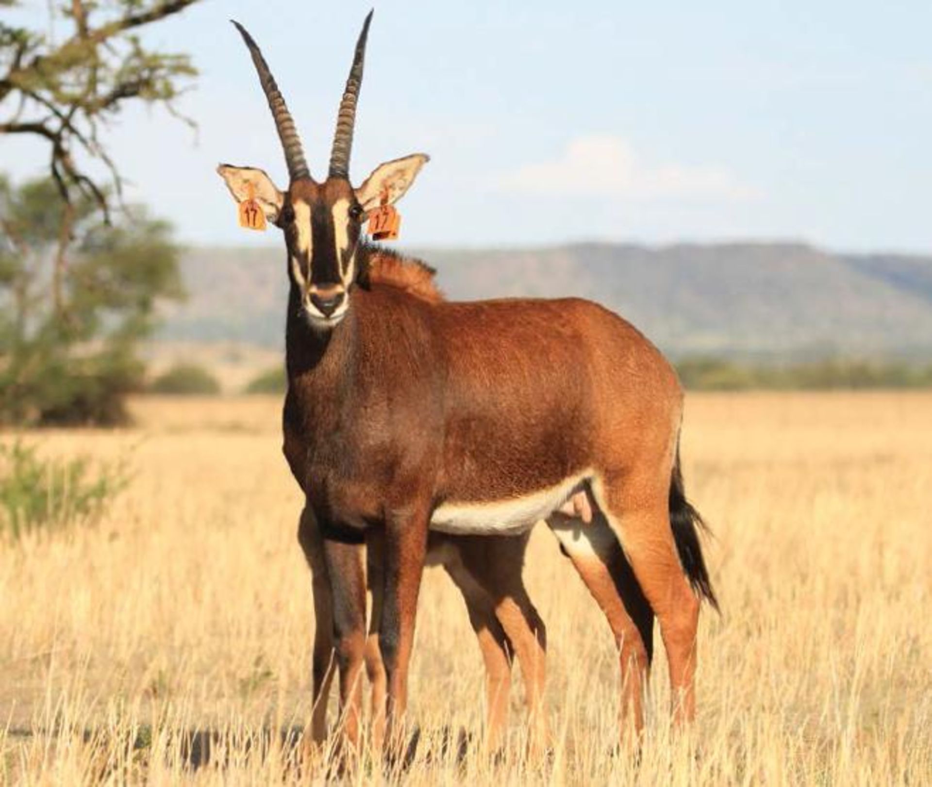 3-IN-1 ZAMBIAN COW IN CALF TO 50+" ZAMBIAN BULL LOMBA - 1 + 1 FEMALE