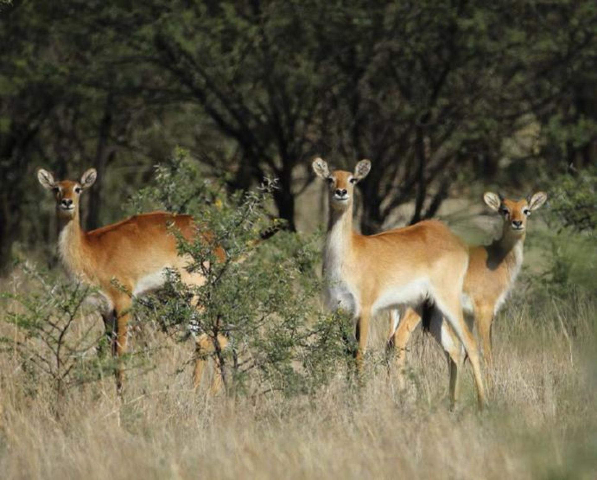 RED LECHWE FAMILY GROUP - 1 MALE , 4 FEMALES