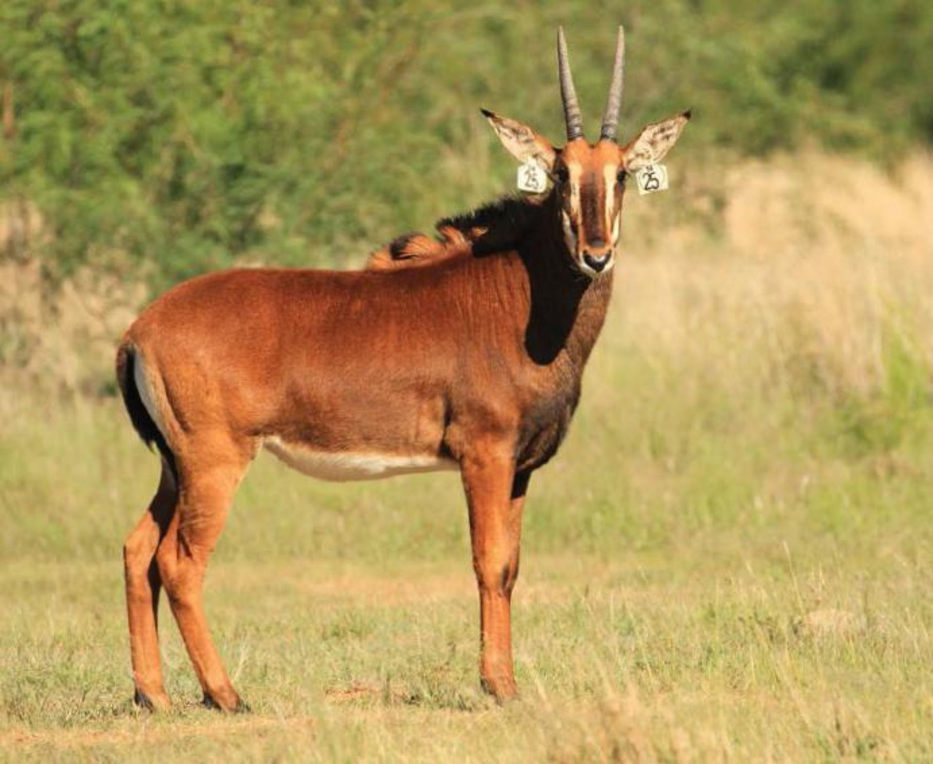 ZAMBIAN HEIFER WALKING WITH 44" ZAMBIAN BULL ATLAS - 1 FEMALE