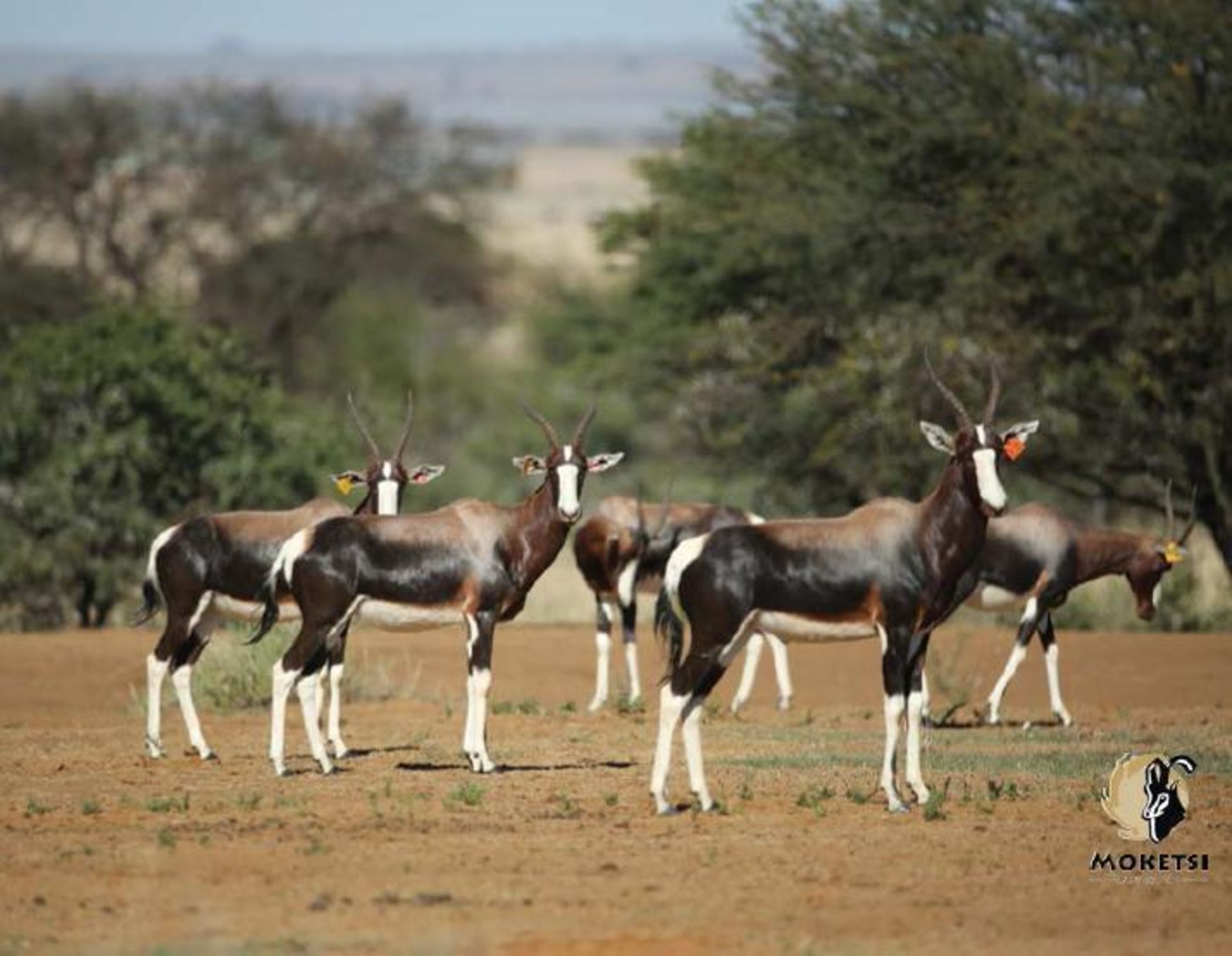 BONTEBOK - 3 FEMALES