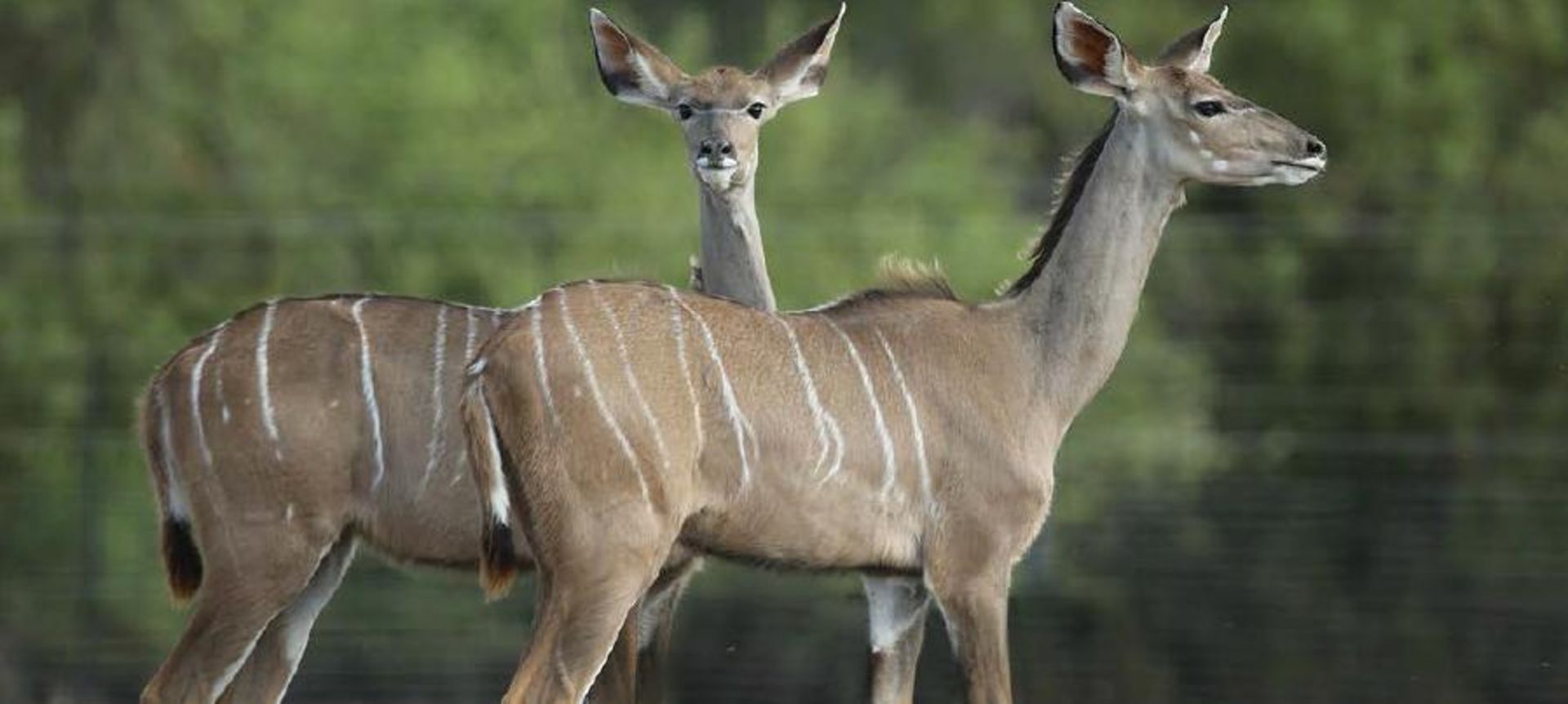 JOHN’S GIFT BOEREVERENIGING 5 X KUDU COWS