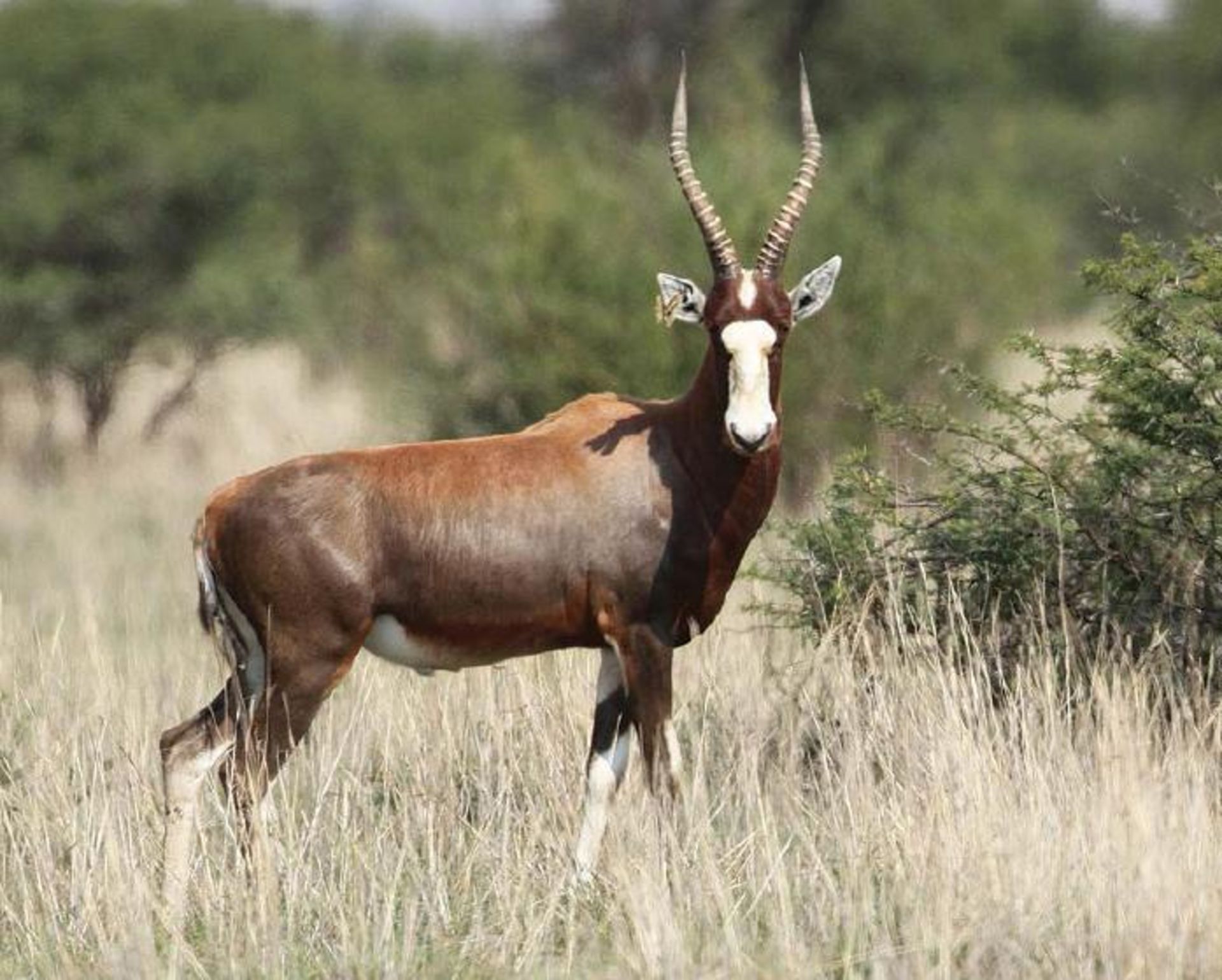 18 5/8" BLESBOK RAM - 1 MALE