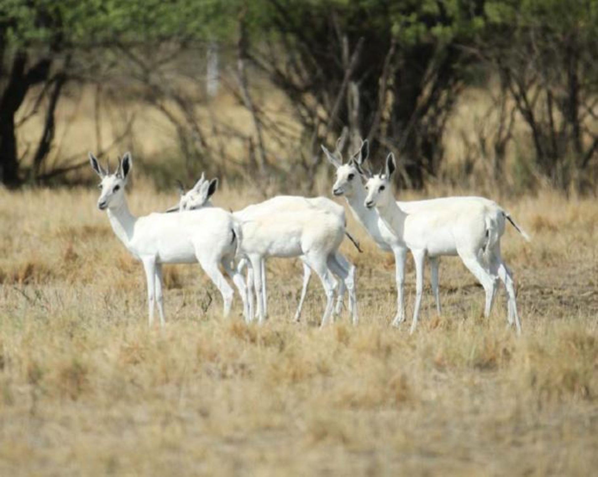 WHITE SPRINGBOK EWES - 5 FEMALES