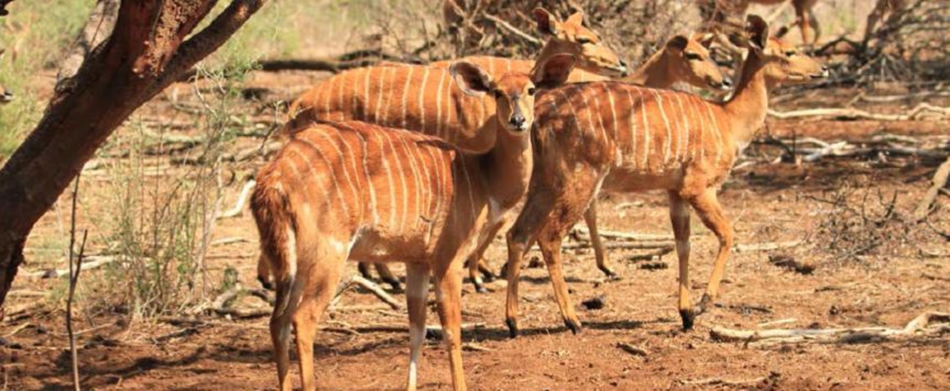 NYALA EWES IN LAMB TO 30 2/8" MAXIMUS