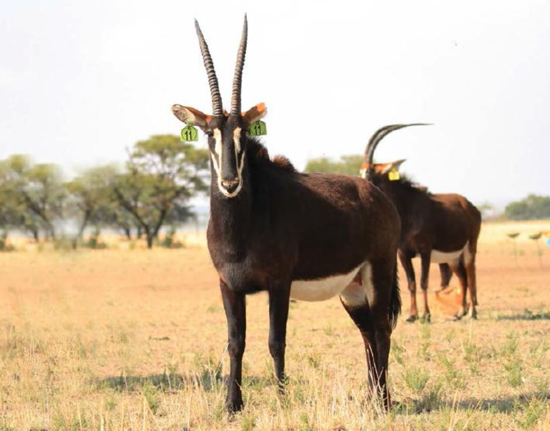 ZAMBIAN COW IN CALF TO 44" ZAMBIAN BULL ATLAS - 1 FEMALE