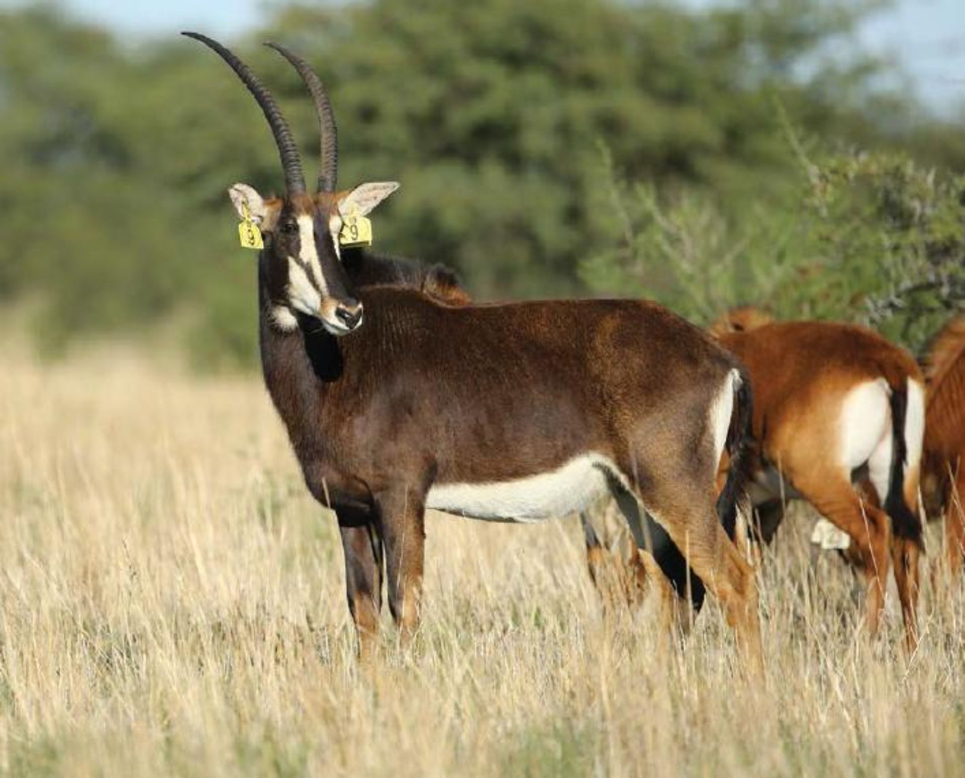 MATETSI COW WITH HEIFER CALF WALKING 50+" ZAMBIAN BULL LOMBA - 1 + 1 FEMALE