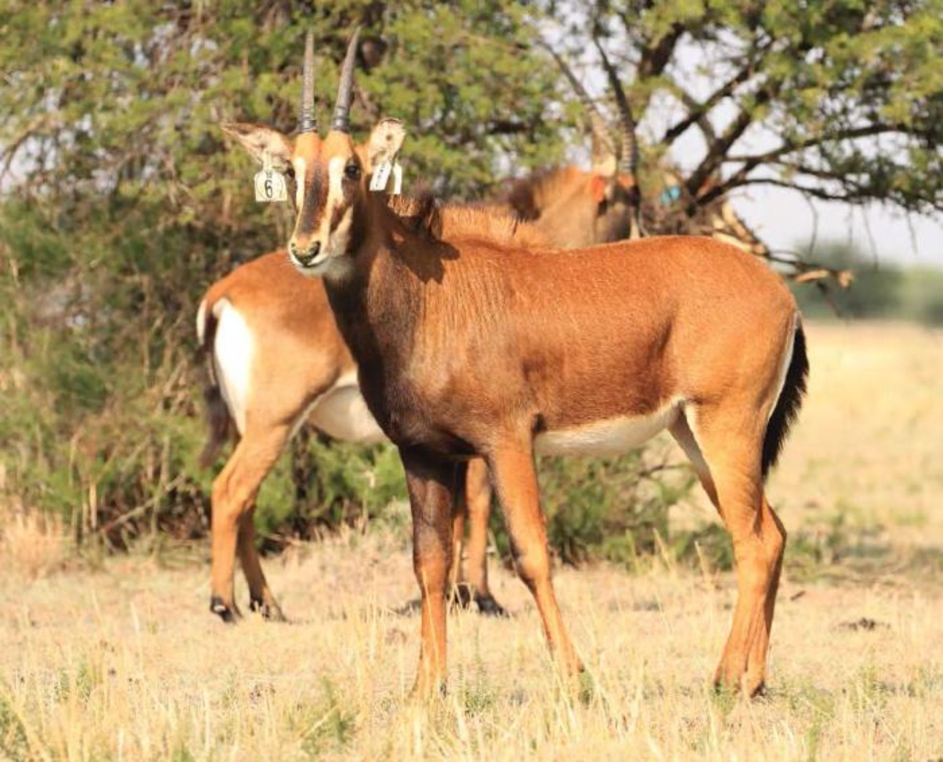 ZAMBIAN HEIFER WALKING WITH 50+" ZAMBIAN BULL LOMBA - 1 FEMALE