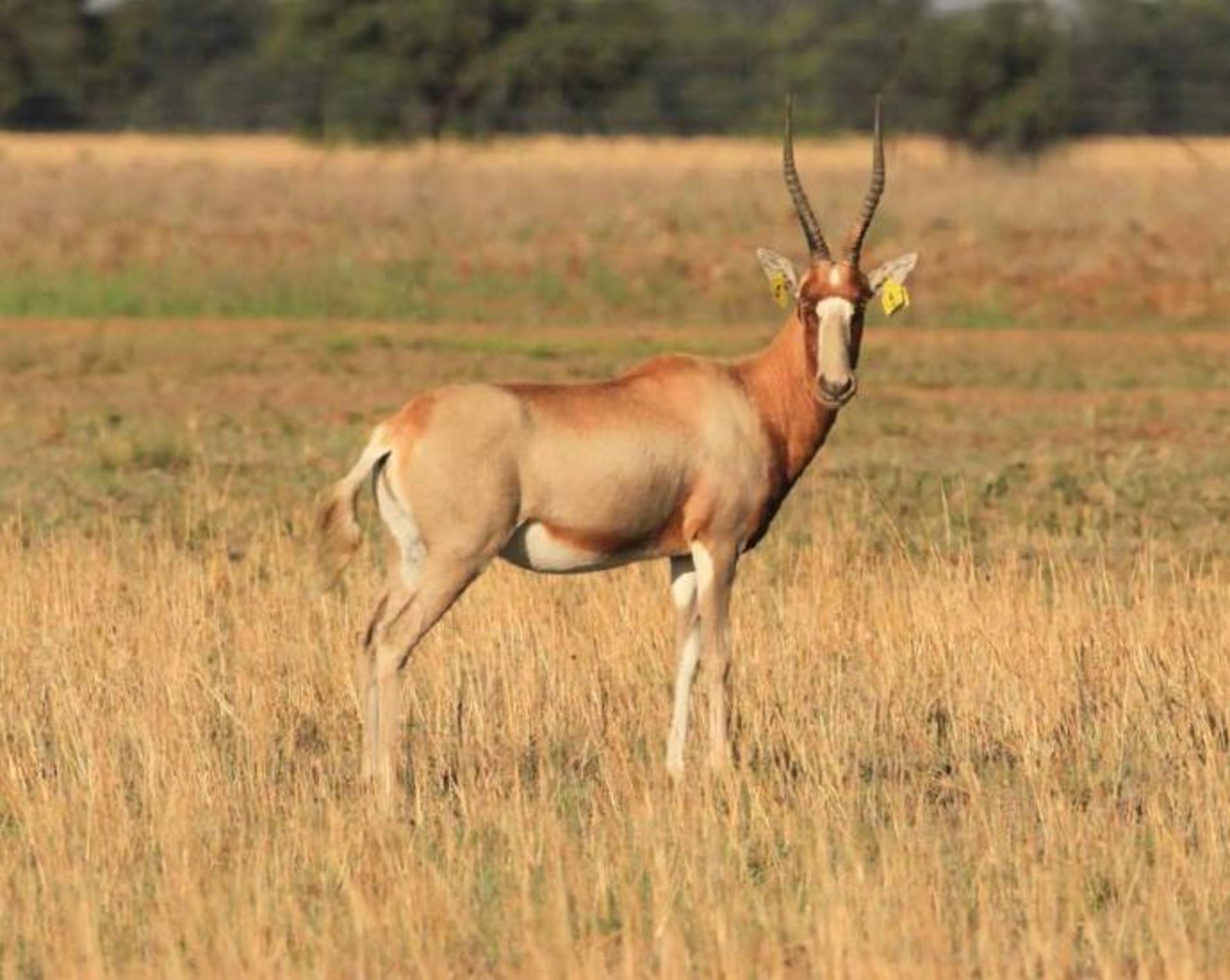 16" YELLOW SADDLEBACK BLESBOK EWE AZIZA - 1 FEMALE