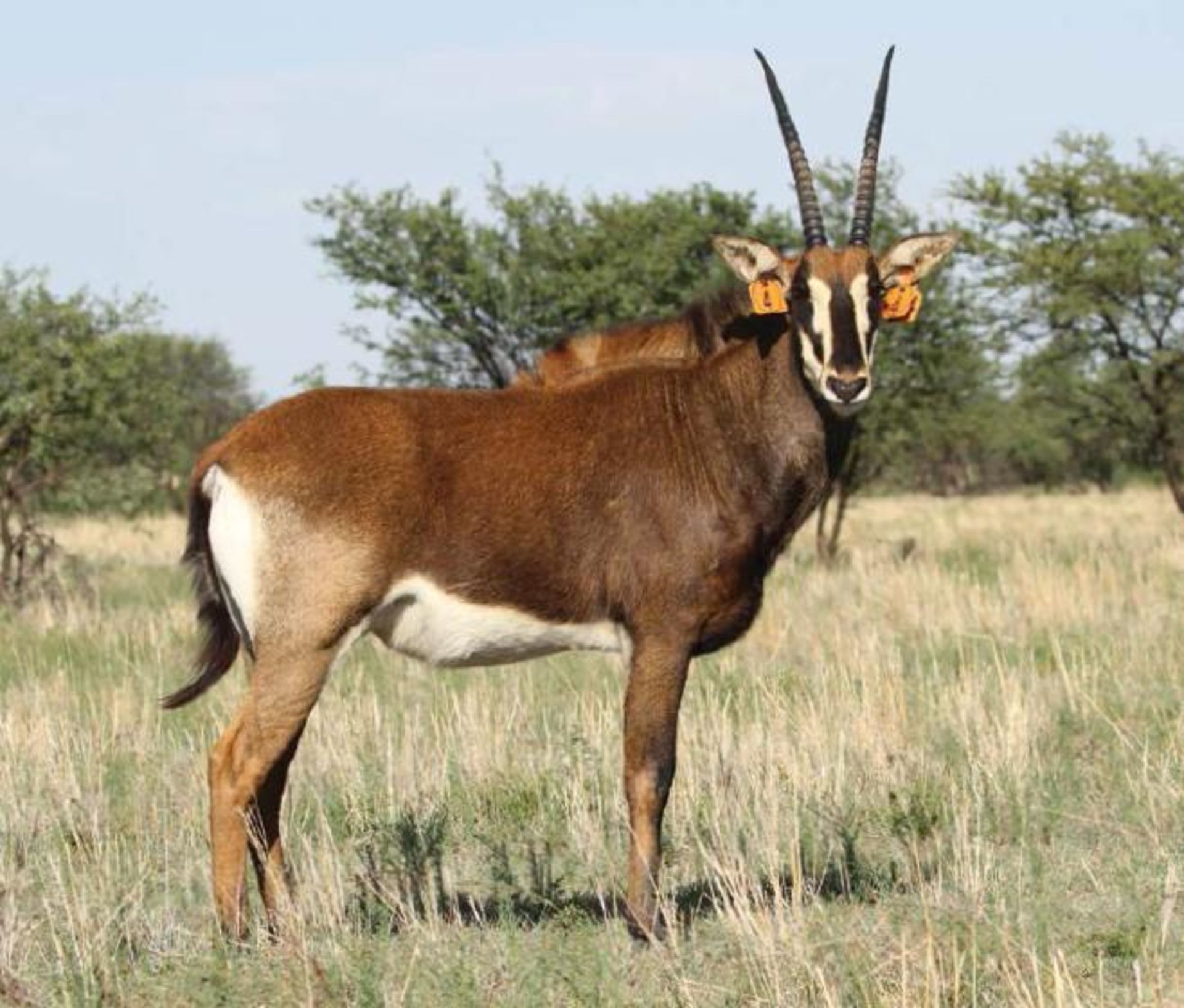 INTERMEDIATE COW IN CALF TO 50+" ZAMBIAN BULL LOMBA - 1 + 1 FEMALE